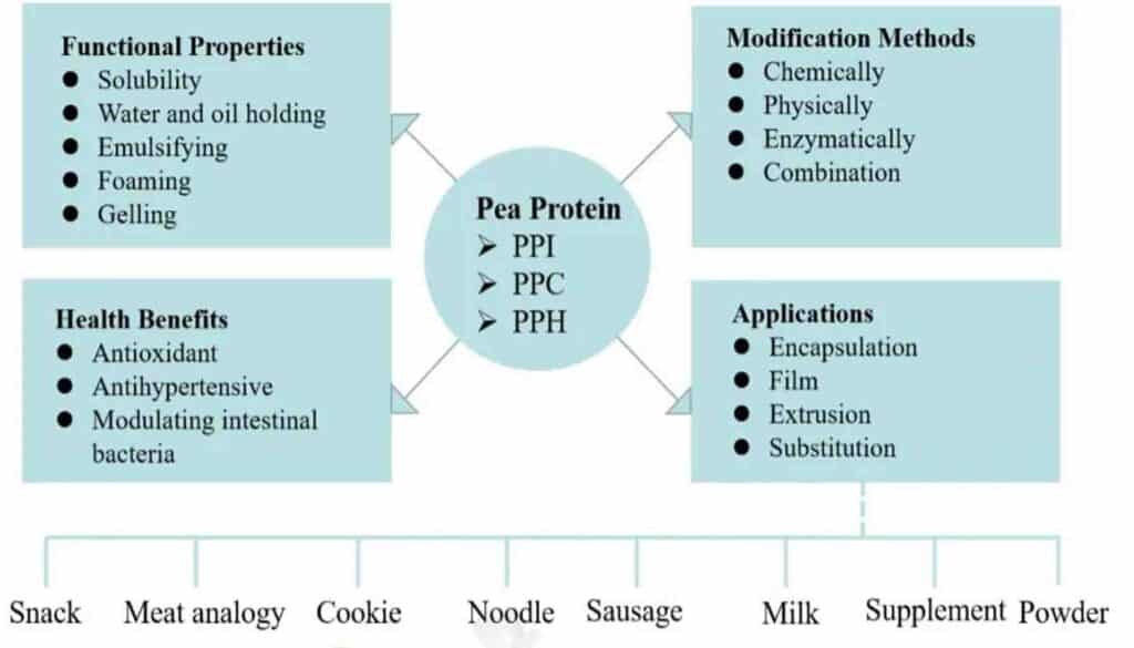 Processing Methods Impact on Pea Protein's Properties.Discover the health benefits of pea protein, from antioxidant effects to improved gut health. Explore applications in food innovation now!