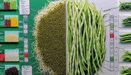 Mung Bean Sprouts vs. Green Beans: Nutritional Value