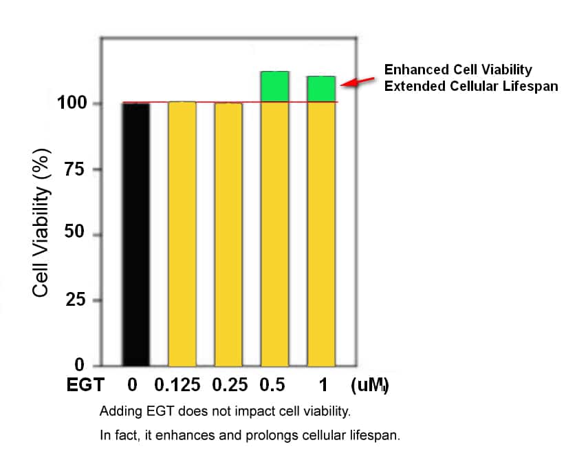 EGT is completely safe and extends cellular lifespan