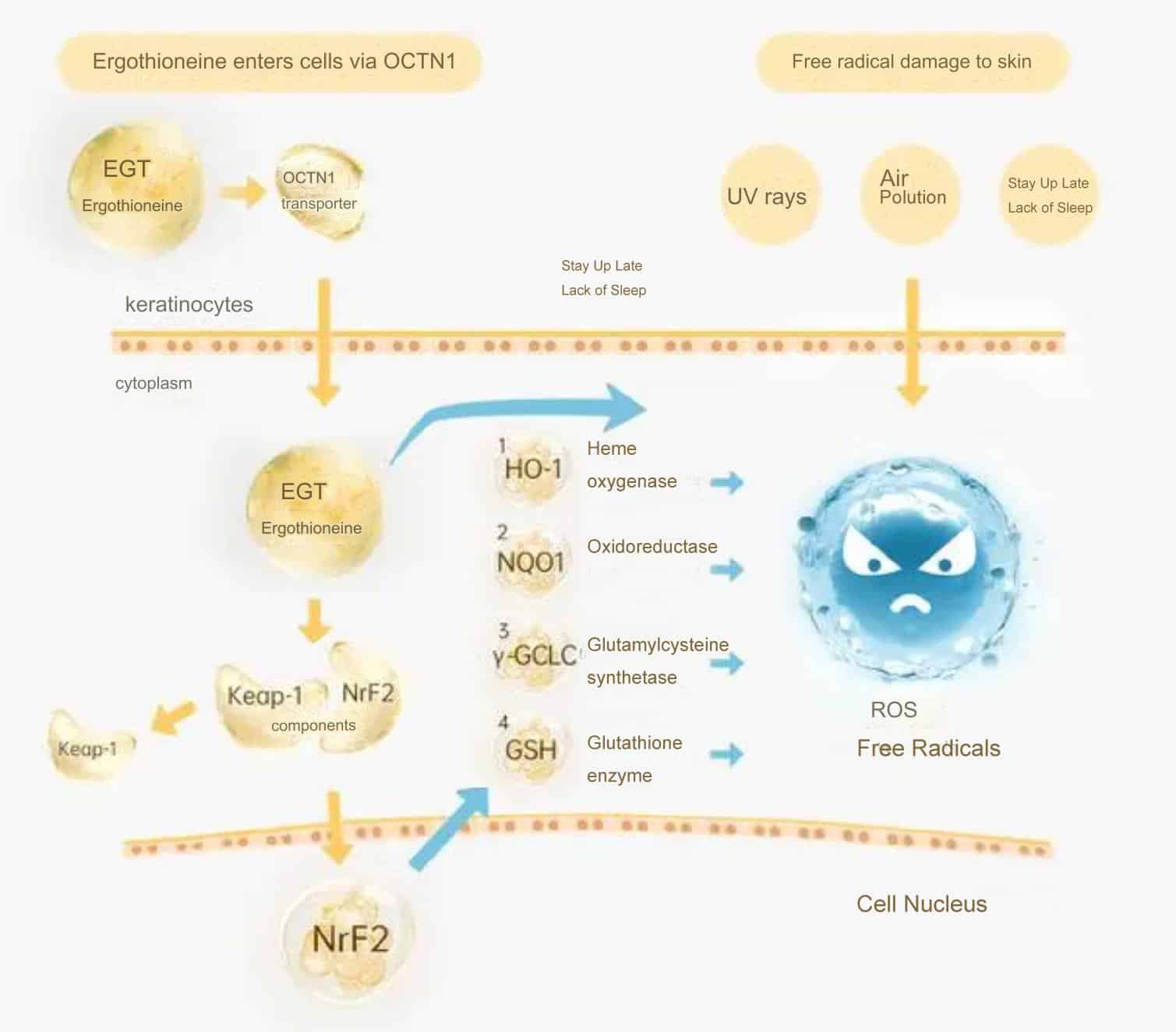 Ergothioneine, binding specifically with OCTN-1, penetrates mitochondria to efficiently neutralize free radicals and activate other antioxidants.