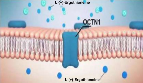Ergothioneine transporter OCTN1