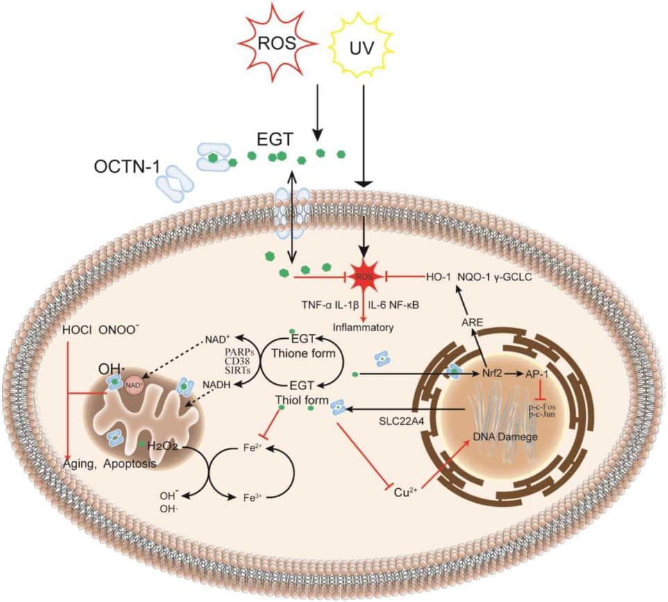 EGT metabolism in the cell against UV and Sun