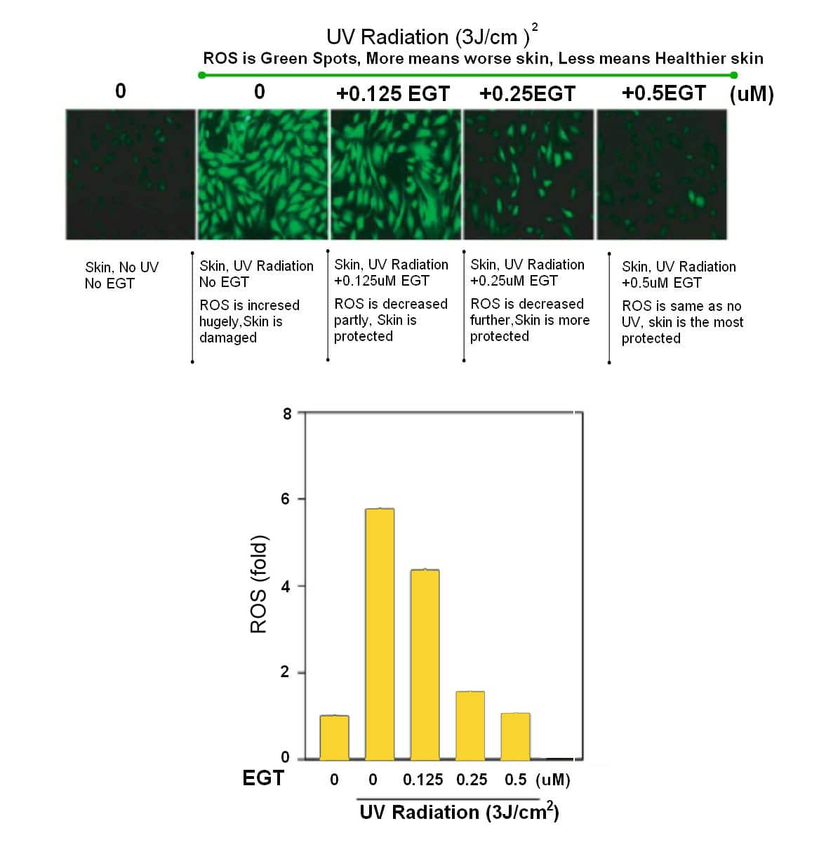 EGT significantly reduces the ROS induced by UV radiation