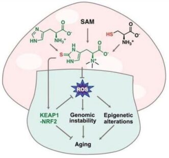 Ergothioneine combats aging by reducing inflammation, slowing telomere shortening, enhancing skin properties, and preventing neurodegenerative diseases and fibrosis.