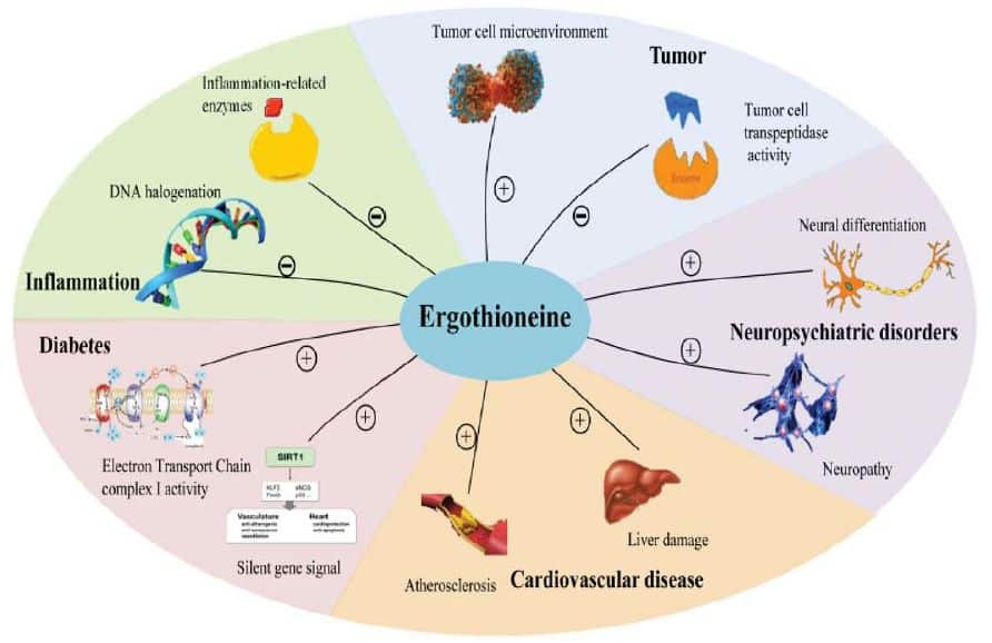 L(+)-Ergothioneine EGT Cosmetic 99.9% Chinese Supplier Factory Manufacturer,L(+)-Ergothioneine Manufacturer,L(+)-Ergothioneine Supplier,L(+)-Ergothioneine Factory,L(+)-Ergothioneine Laboratory,L(+)-Ergothioneine ,Manufacturer,L(+)-Ergothioneine Bulk Sale,L(+)-Ergothioneine Wholesale,L(+)-Ergothioneine Distributor,L(+)-Ergothioneine Importer,L(+)-Ergothioneine Exporter,L(+)-Ergothioneine Warehouse, EGT Manufacturer,EGT Supplier,EGT Factory,EGT Laboratory,EGT ,Manufacturer,EGT Bulk Sale,EGT Wholesale,EGT Distributor,EGT Importer,EGT Exporter,EGT Warehouse, China, UK, USA,Canada,Australia, New Zealand, Middle East,American,Brazil, Chile,Europe,Germany, France,Netherlands,Italy,Spain,Austria